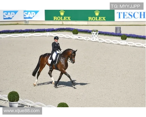 哈比与马萨雷的巅峰对决谁将赢得这场精彩的较量